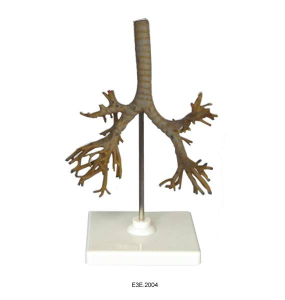 The trachea, bronchi and broncho-pulmonary