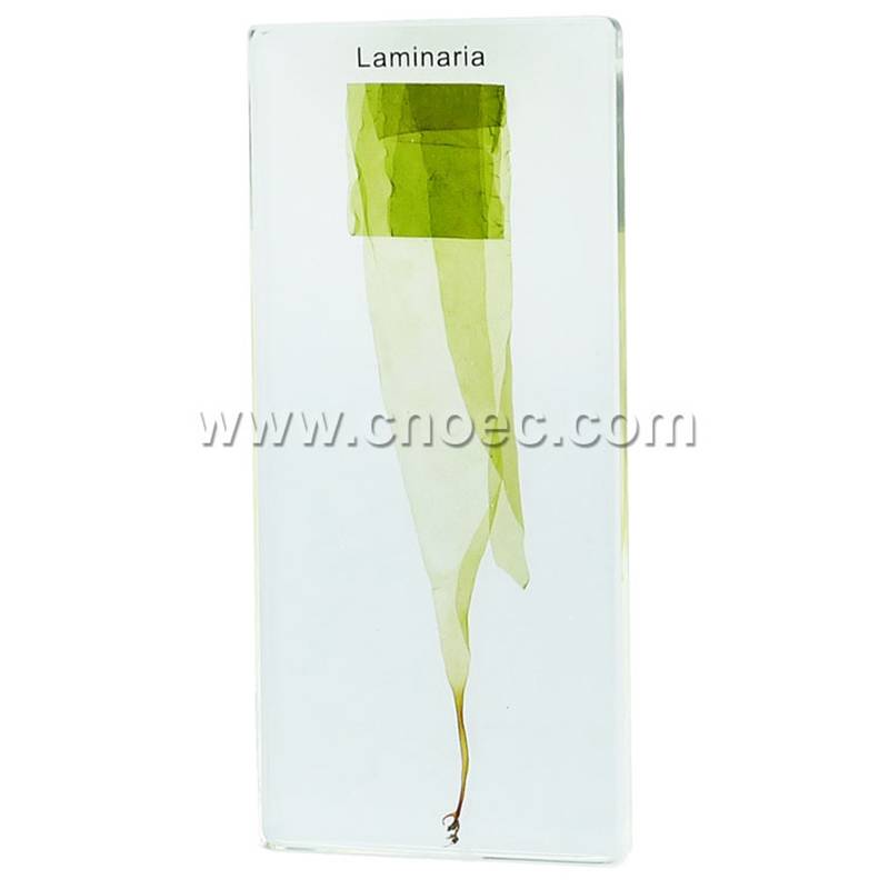 Crystal Specimen, Laminaria