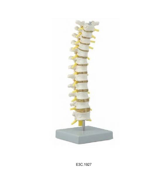 Thoracic Vertebrae With Spinal Cord