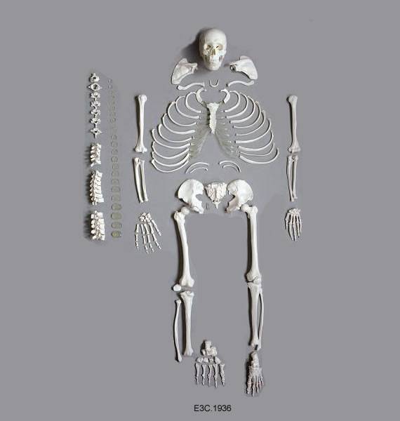 Disarticulate Human Skeleton