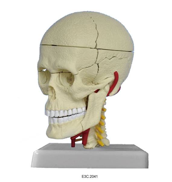 Model Human Skull