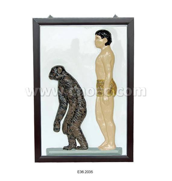 Relief Model of Human and Ape