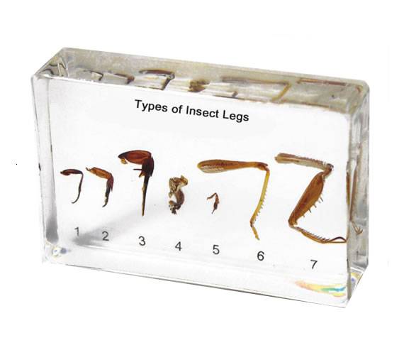 Insect’s Legs
