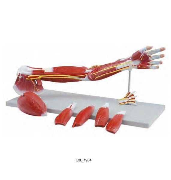 Model of gradational dissection of upper limbs