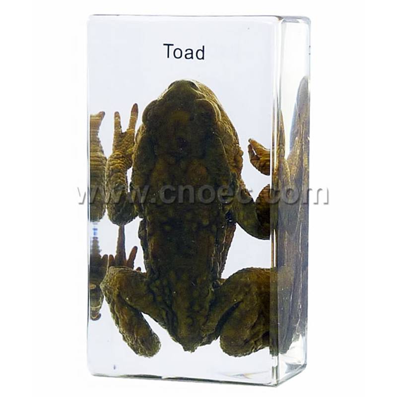 Crystal Specimen, Toad (Bufo)