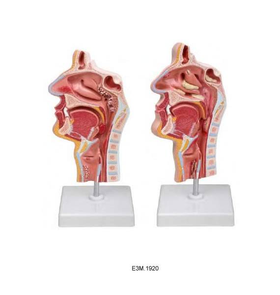 Disease nose and larynx Model(2 kinds disease)