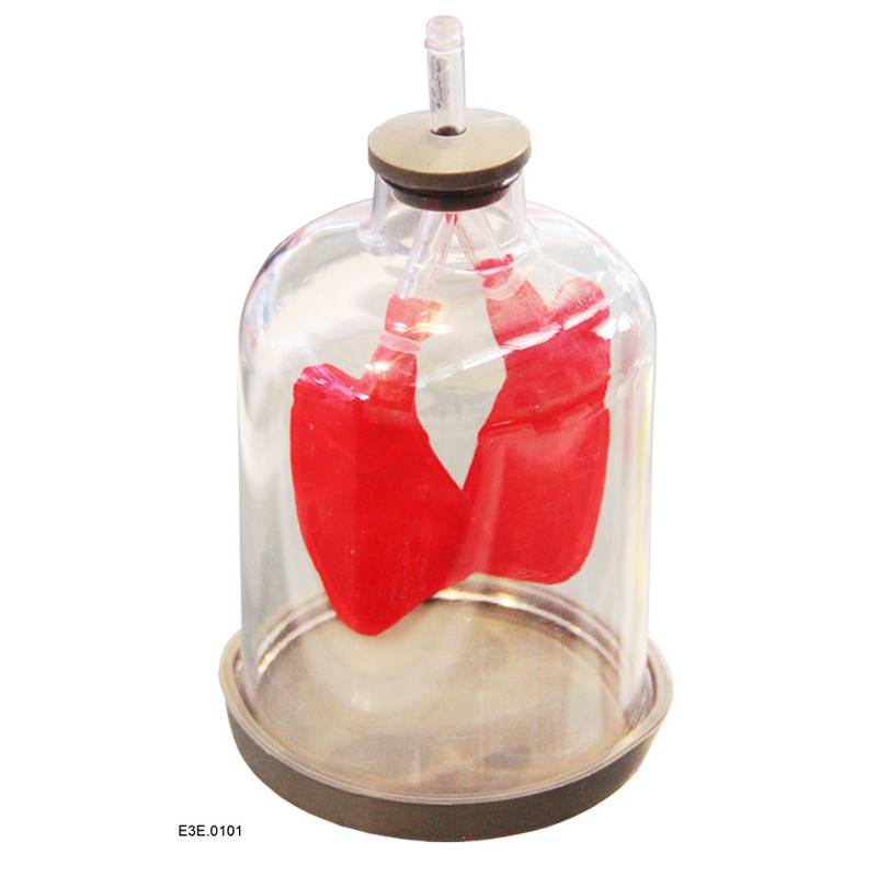 Lungs and Respiration Model