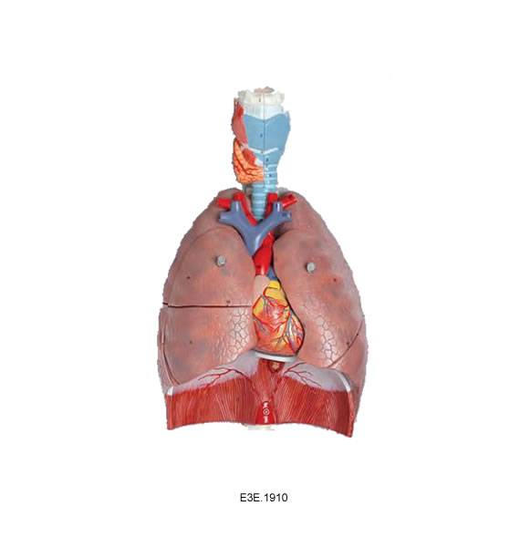 Human Respiratory System 7 parts