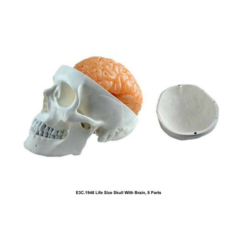 Life Size Skull With Brain, 8 Parts