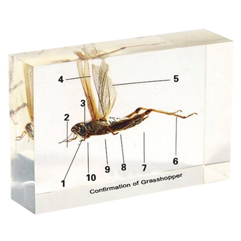 Conformation of Grasshopper
