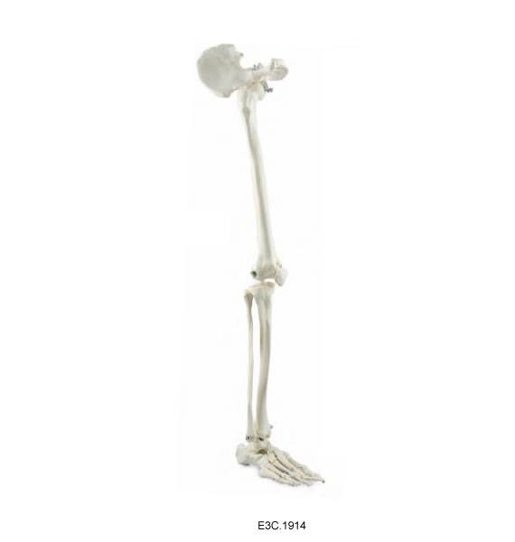 Leg Skeketon With Hip Bone, right