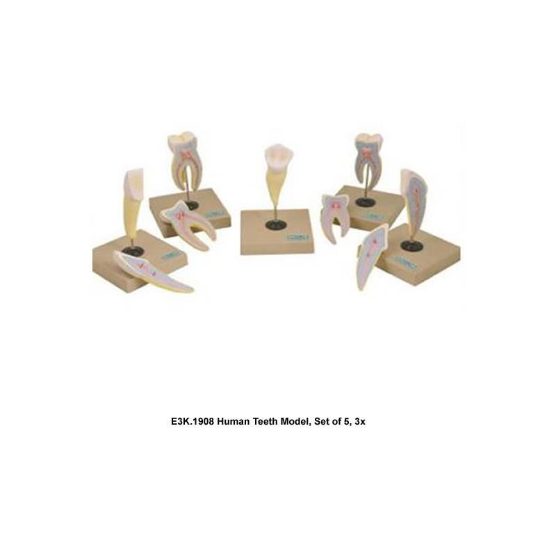 Human Teeth Model, Set of 5, 3x