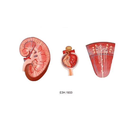 Kidney,Renal Nephron