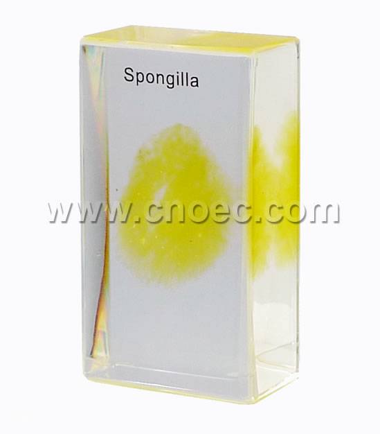 Crystal Specimen, Spongilla