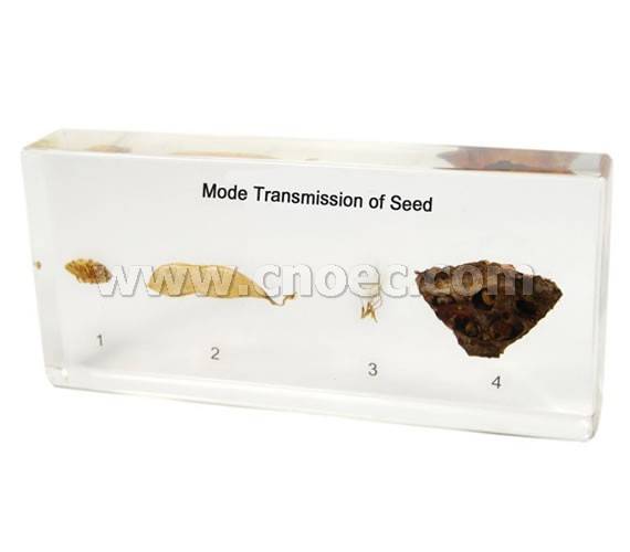 Mode transmission of Seed