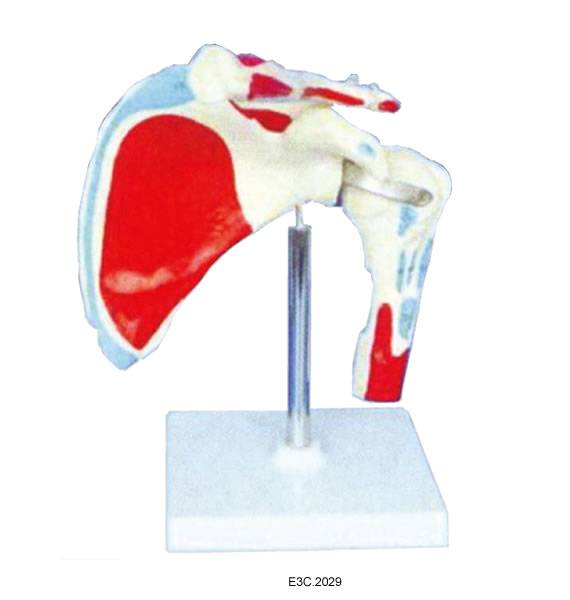 Big Adult Shoulder Joint/muscle Ligament Painted