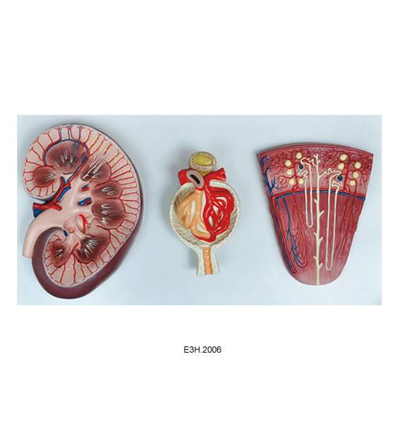 Human Kidney,Nephron and Glomerulus