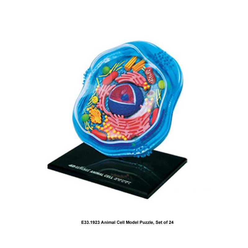 Animal Cell Model Puzzle, Set of 24
