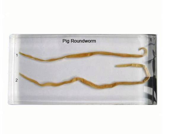 Pig Roundworm