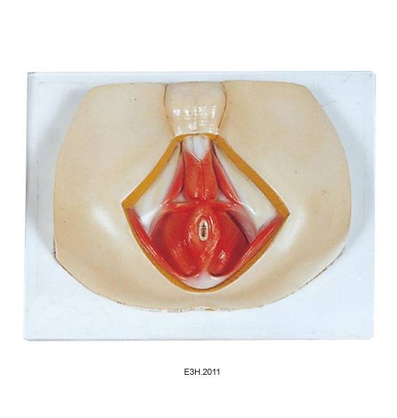Model of Anat Perineum(male)