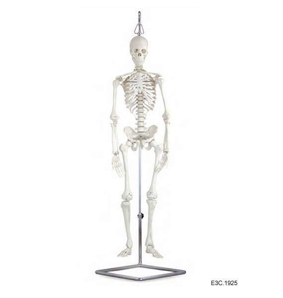 85cm,Human Skeleton