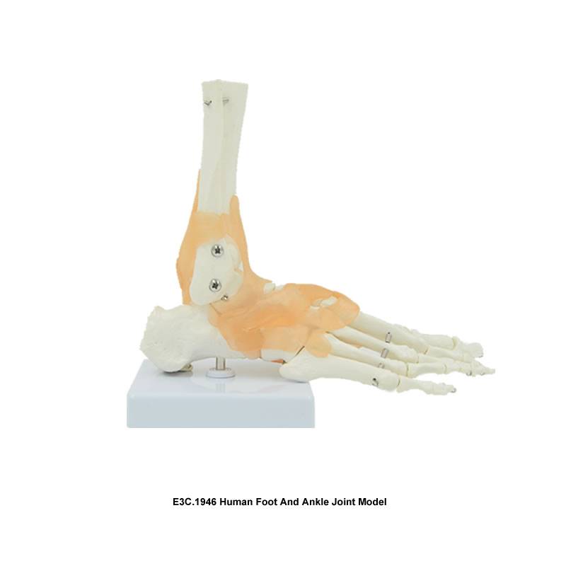 Human Foot And Ankle Joint Model