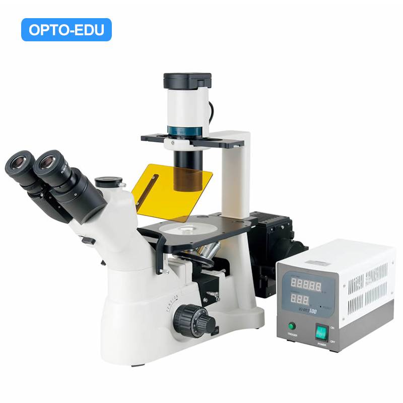 A16.0901 Inverted Flourescence Microscope, Critical Illumination, Semi-APO, Phase Contrast, B,G