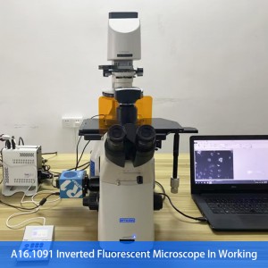 A16.1091 Inverted Fluorescent Microscope, Semi-APO, BF/PL/PH/FL
