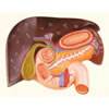 Section Through Digestive Organ(relief)