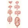 Series Models Of Foetus Development