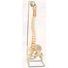 Flexible Spine With Femur Head