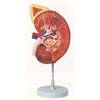 Deluxe Model of Kidney With Adrenal