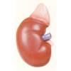 Kidney With Adrenal Gland ,2 parts, Natural Size
