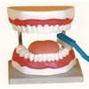 Teeth Care Model