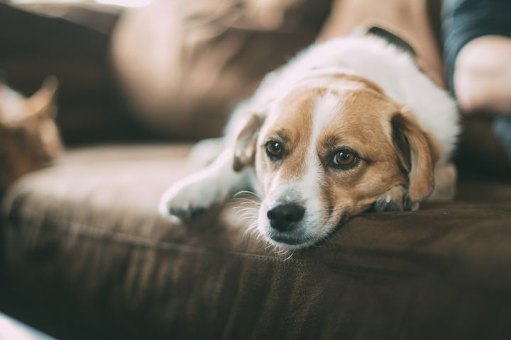 How to Reduce Your Pet’s Anxiety When They are Alone at Home