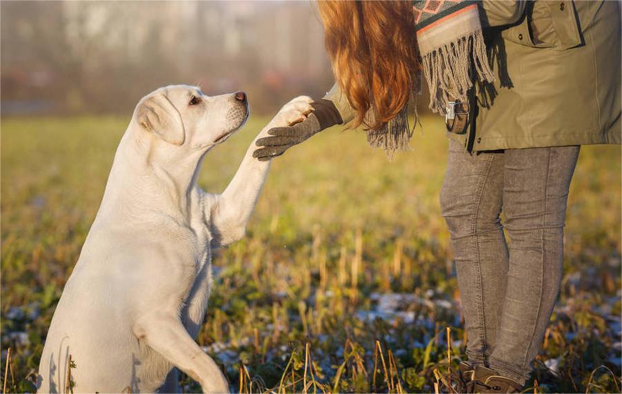 Superando problemas de comportamento de cães de estimação: soluções de treinamento eficazes
