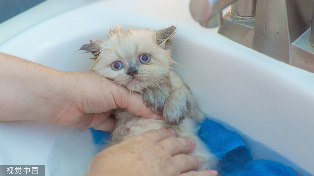 Wie baden Sie Ihre Katze, um sie glücklich zu machen?