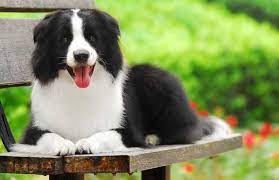 Pies |Border Collie Domowa karma dla psa Niezbędne Cztery rodzaje karmy