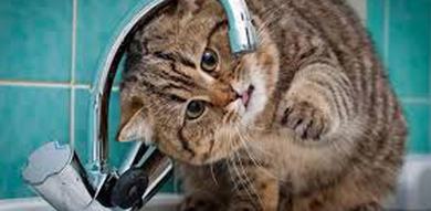 Како да изберете добра паметна фонтана за вода за домашни миленици?