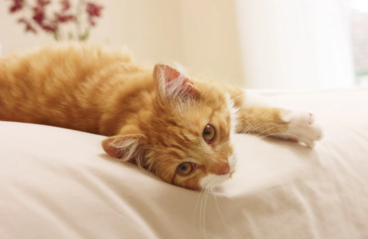 רשימת חתלתולים חדשה: ציוד לחתלתולים והכנת הבית