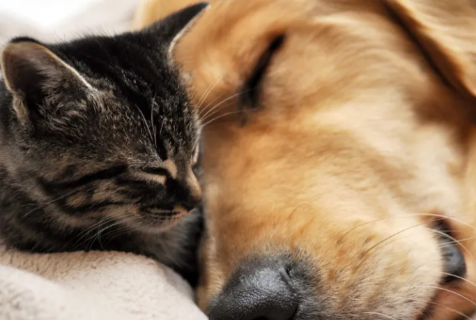 개와 고양이의 호흡기 질환 증상 유형 및 예방