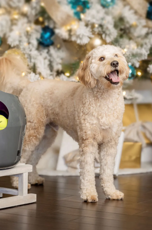 Водич за празнични подароци: најдобри подароци за кучиња