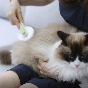 Mjet i ripërdorshëm për rregullimin e kafshëve shtëpiake Furçë për mace për kafshë shtëpiake me dorezë për pastrimin e masazhit Pussy Moggy