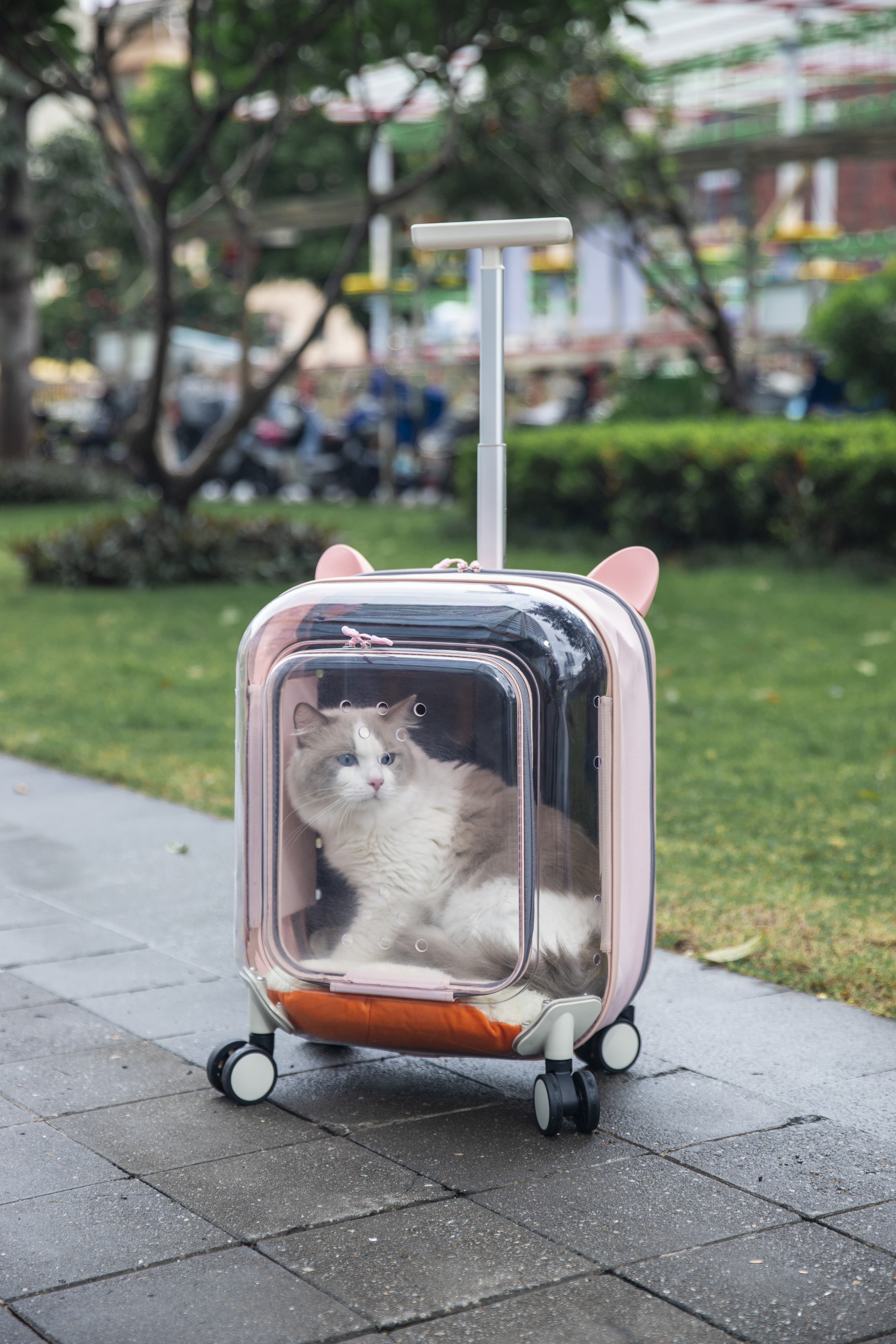 Cum să alegi o pisică de companie din geantă
