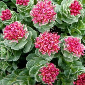 Dried Rhodiola with Low Heavy Metals and Pesticide Residues