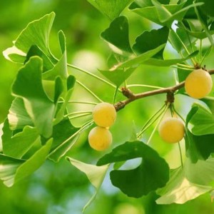Green Ginkgo Leaves with Low Pesticide Residues and Heavy Metals
