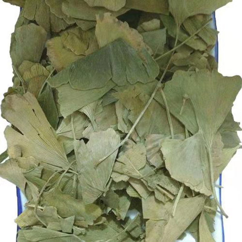 Green Ginkgo Leaves with Low Pesticide Residues and Heavy Metals Featured Image