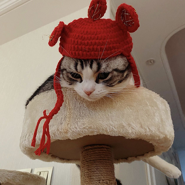 Headwear Topi Kucing Lucu untuk Anjing Kucing Bentuk Kartun Pet Cap