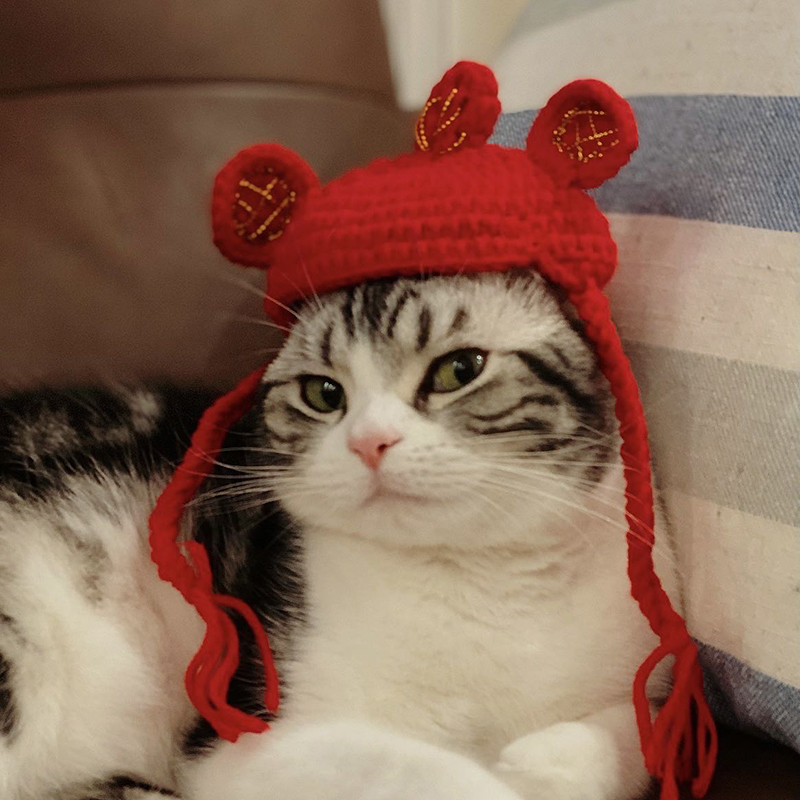 Хандовар Cat Hat Headwear барои сагбача Cat карикатураи Shape Pet Cap