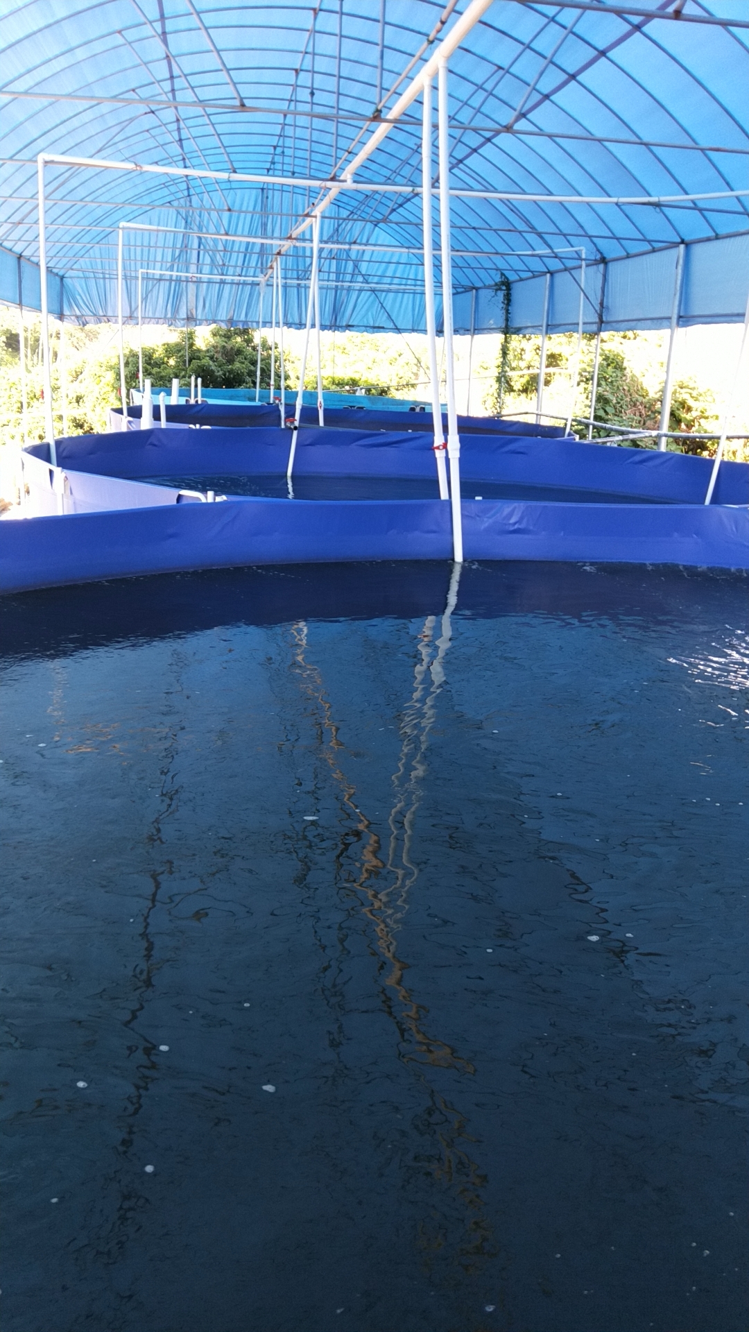 Circular fish farming tank plays an important role in RAS system